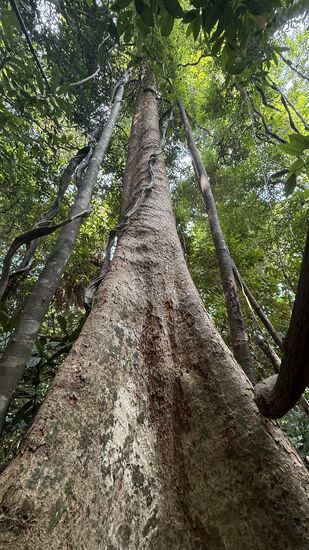 Das viele Grün um uns läßt auf ein reiches Ökosystem schließen