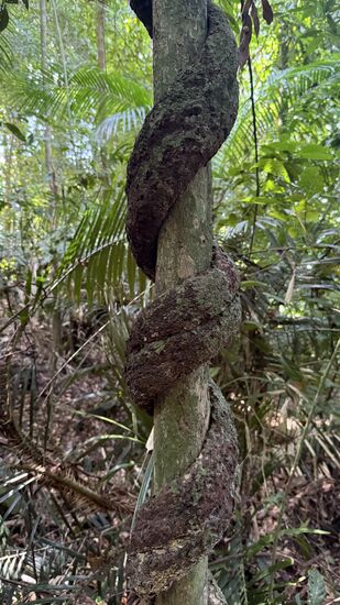 Eine fette Liane windet sich um einen Baumstamm