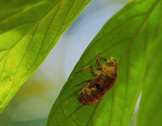 Eine Zikade mal aus der Nähe. Wir hören sie ständig mit dem lauten Gezirpe.
Der laute Gesang wird hauptsächlich von den Männchen erzeugt und dient zur Anlockung der Weibchen