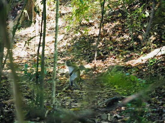 Noch einer von meinen kleinen Freunden 
Nach 2 Stunden ist die kleine Tour beendet und wir können etwas ruhen. Auch wenn es keine weiten Wege sind, wir sind wieder komplett durchnässt