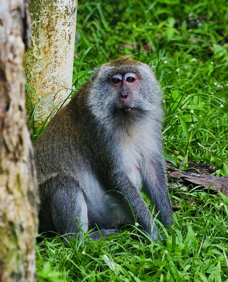 Die Affen und Warane wühlen sich durch den Müll auf der Suche nach Essbaren