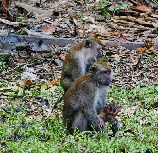 Nach 2 Stunden verlassen wir dann endlich diese Attraktion und gehen zum Resort.
Hier an einer Müllkippe ist mächtig was los!