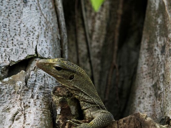 Abends hatten wir dann noch von 19-20 Uhr unseren Nightwalk -der Kleine sitzt im Baumloch und schaut heraus