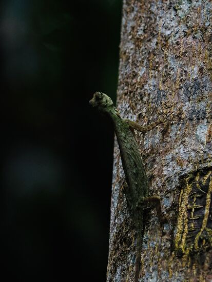 Das ist ein sogenannter „Gemeiner Flugdrache“ —der kann tatsächlich fliegen! 