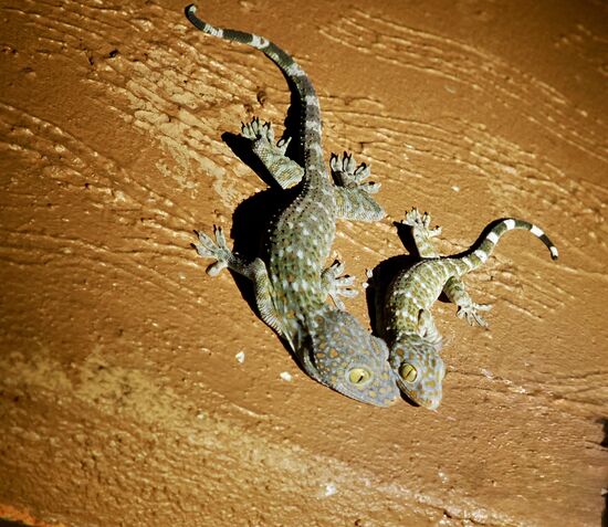 Geckos mit großen Glubschaugen—bekannt durch ihre Rufe : tok-tok-tok