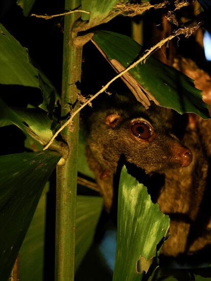 Und wieder die „Malaien-Gleitflieger“ -diesmal noch etwas besser zu fotografieren