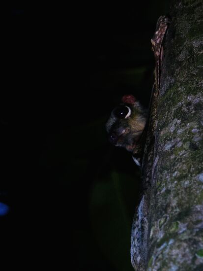 Mit ihren großen Glubschaugen 
Heute haben wir auch gesehen, wie sie von Baum zu Baum „gleiten“ -denn sie fliegen nicht, sie gleiten