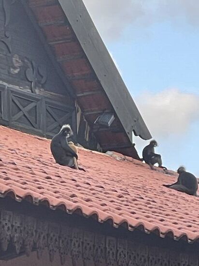 Da sind die hübschen „Brillenlanguren“ -ihre Babies sind bis zum 6. Lebensmonat gelb oder orange