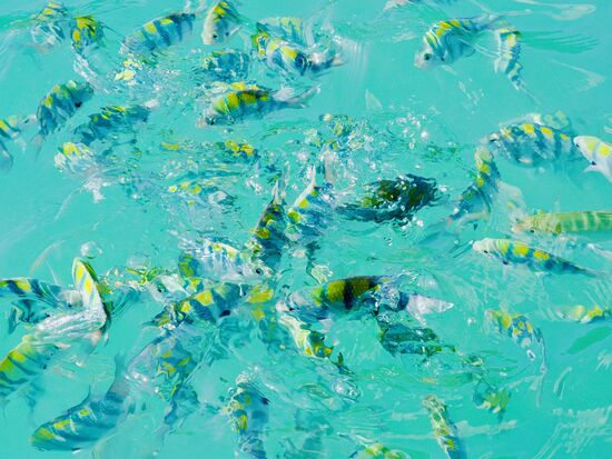 Erste Station: Fische füttern - na, die stürzen sich vielleicht auf die weißen Weizenbrötchenkrümel 