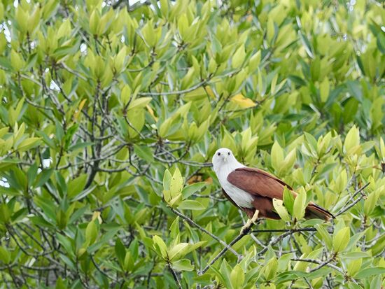 Es ist fast Mittag, als wir dann zum Adler Point kommen. Hier fliegen tatsächlich ca 20 Adler elegant durch die Lüfte. Ihre Federn schimmern goldfarben.