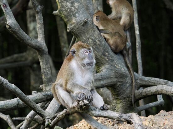Dann gehts weiter zum Affenpoint. Wir werden zig-Mal ermahnt, die nicht zu füttern, da sie sonst zudringlich werden. Trotzdem sehen wir einige der kleinen Gesellen mit Bananen in den Pfötchen