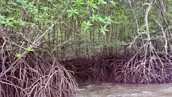Weiter durch die Mangroven