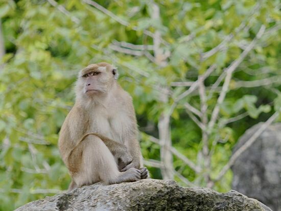 Gefolgt von den gierigen Blicken der kleinen Monster 