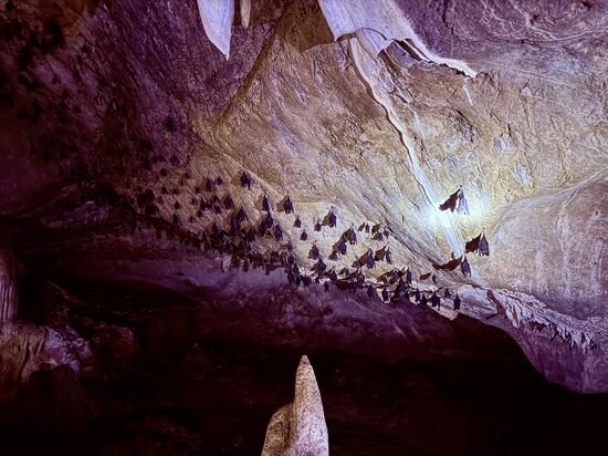 Hunderte von Fledermäusen hängen hier an den Felswänden