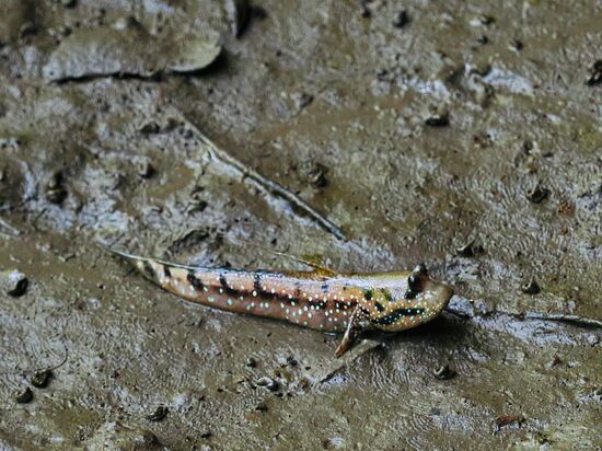 Am Ausgang sehen wir im Schlamm die lustigen Mudskipper oder Schlammspringer —lustig anzusehen, wie sie im Schlamm herumhüpfen