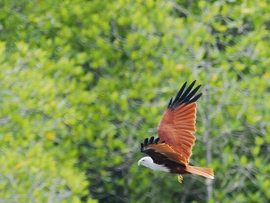 Wunderschön, sie heißen „Brahmanen Milan“