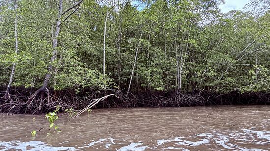 Noch ein bisserl Mangroven…