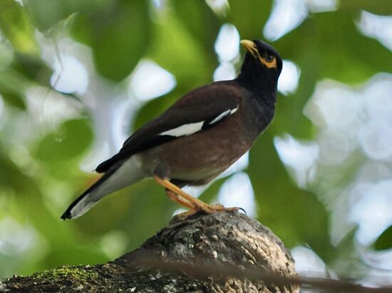 Dieser schöne Vogel ist ein „Hirtenstar“ oder „Indische Maina“