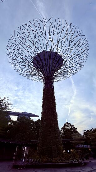 Anschließend fahren wir zu den „Gardens by the Bay“ hier findet ab 20 Uhr das spektakuläre Lichterspiel statt