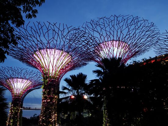Auf dem 101 Hektar großen Parkgelände befinden sich die bis zu 50Meter hohen „Supertrees“