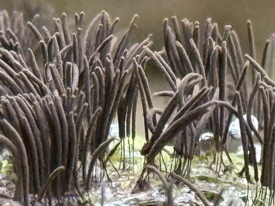 „Schleimpilz“ oder „Schokoladen-Röhrenschleim“—gaaaanz stark vergrößert!!
Die hätten wir niemals beachtet 