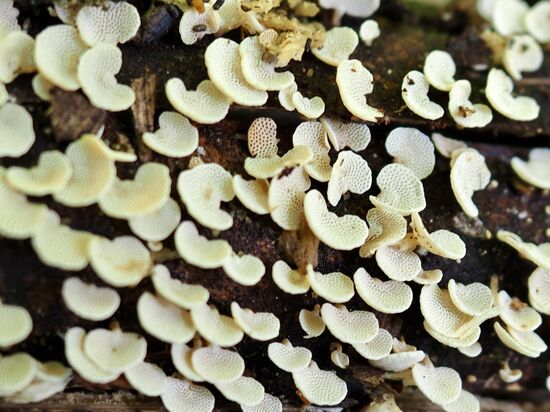 Und auf einer Baumrinde gibt es den „Wabenporling“ - auch gaaanz stark vergrößert!