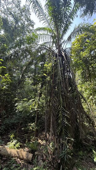 Weiter gehts—bei dem Tempo brauchen wir einige Stunden für die 7km 
