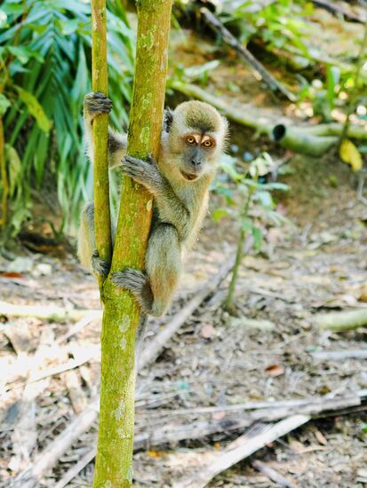 Davon gibt es hier viele—leider sind sie sehr auf die Menschen fixiert und versuchen ihnen die Becher oder Tüten aus der Hand zu reißen