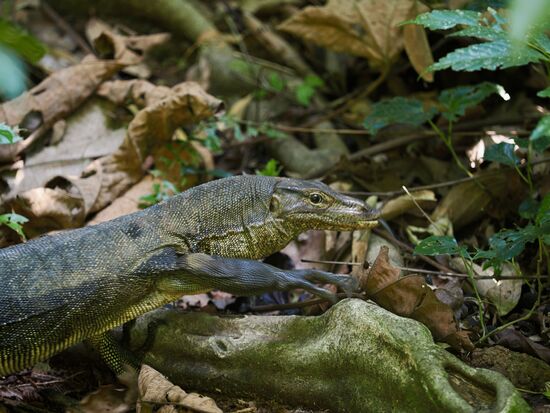 Und jede Menge Warane sehen wir