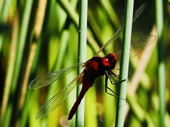 An einem Tümpel sehen wir außer einigen Wasserschildkröten auch diese „Orient Feuerlibelle“
Nach knapp 3 Stunden sind wir wieder zurück und ordern einen Grab—wir haben auch ordentlich Hunger!