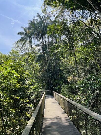 Um 11 Uhr starten wir—der Weg führt überwiegend über Bretterbohlen durch den Dschungel
