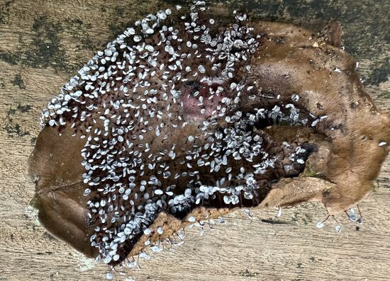 Dieser muschelförmige Pilz ist ein „Spaltblättling“