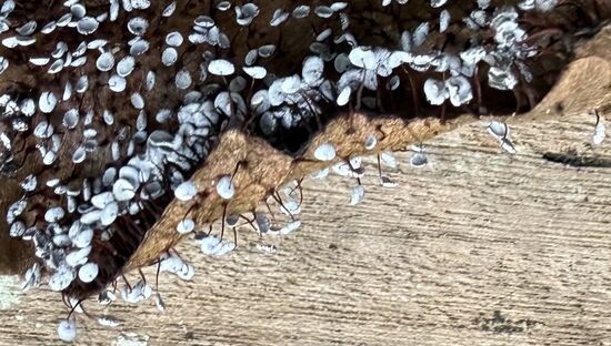 Da bekommt man richtig Spaß am fotografieren und vergrößern 