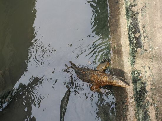 Er schwimmt gemächlich in unsere Richtung, immer wieder an den Rand und lässt seine lange Zunge spielen-wohl auf der Suche nach etwas Essbaren…