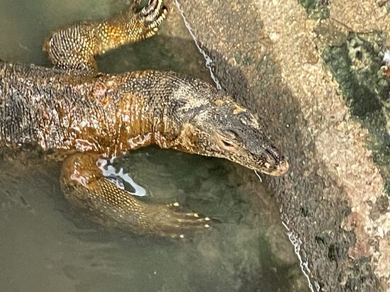 Wir beobachten ihn, bis er unter der Straße verschwindet…