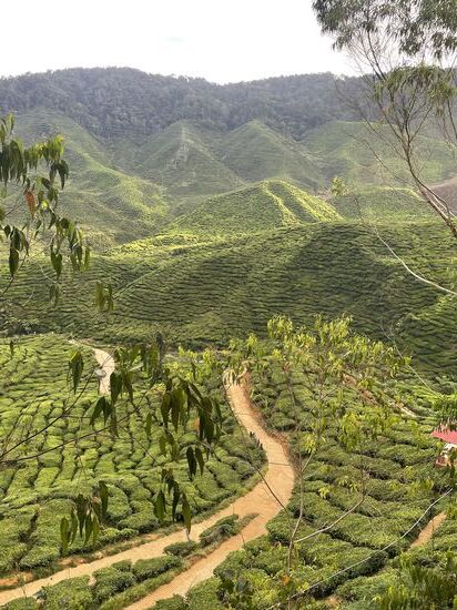 Teefelder bis in weite Ferne—das ist doch Wellness für die Augen, oder??