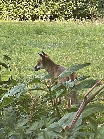 Der lungert hier rum…