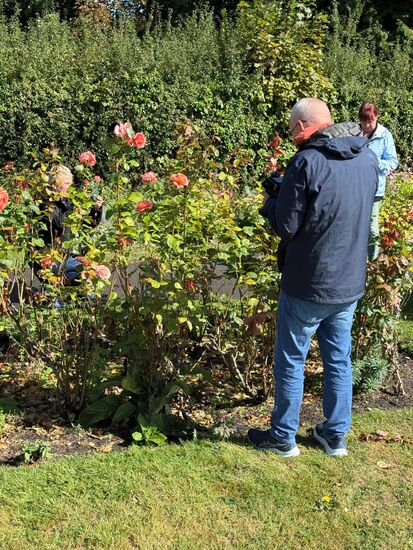 Rosen--ein gutes Fotomotiv!!