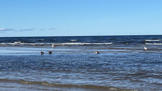 Wir gehen zum Strand und gehen am Wasser entlang