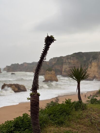 Weiter gehts oben über zahlreiche Holzstege