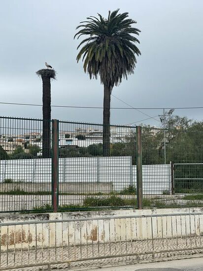 Dann schlendern wir durch Lagos—hier sehen wir viele Störche