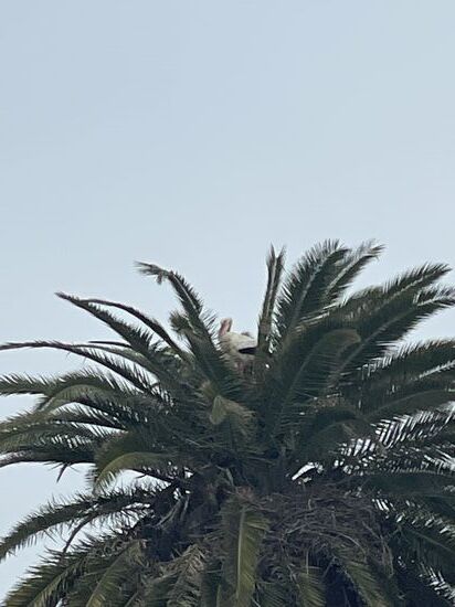 Sogar oben in den Palmen sitzen sie