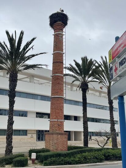 Lustig, wo sie ihre riesigen Nester haben 