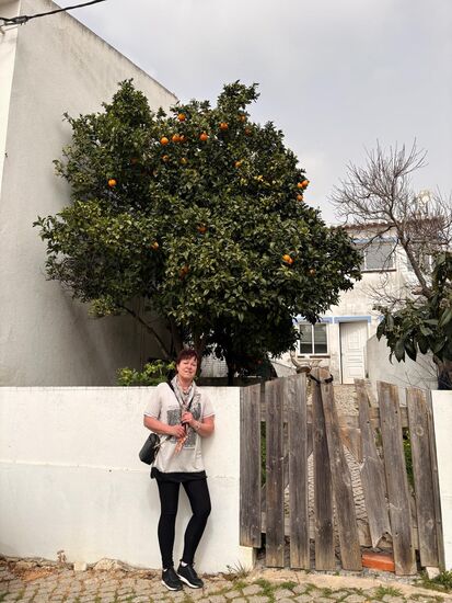 Ein schnelles Foto an einem Orangen- oder Mandarinenbaum