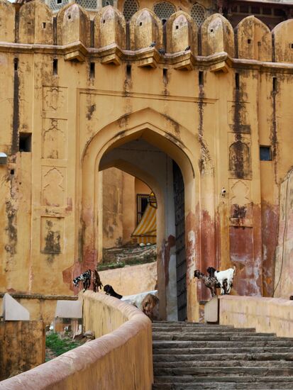 Ziegen turnen überall herum 