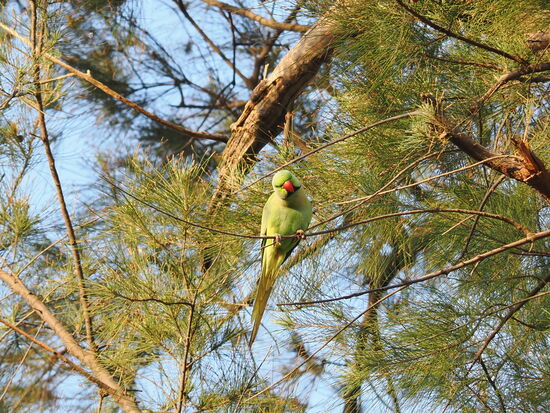 Davon zwitschern jede Menge hier herum