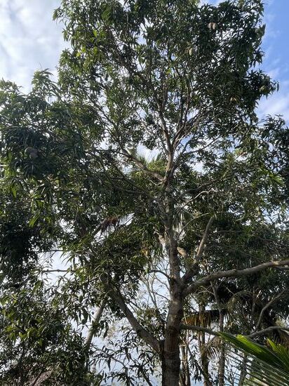 Auf dem Gelände gibt es unzählige Mangobäume….