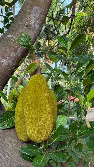 Auch Jack-Fruits gibt es