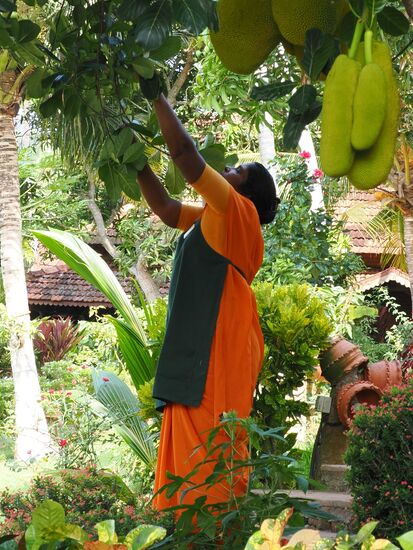 Hier wird gerade eine Frucht gepflückt