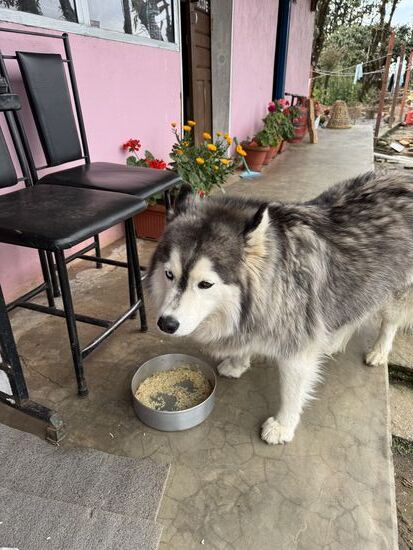 Der Hofhund und dickste Husky, den wir je gesehen haben.